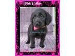 Labradoodle Puppy for sale in Whitwell, TN, USA