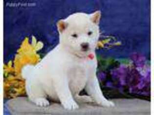 Shiba Inu Puppy for sale in New Providence, PA, USA