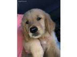Golden Retriever Puppy for sale in Section, AL, USA