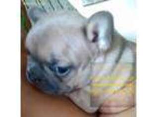 French Bulldog Puppy for sale in Firth, ID, USA