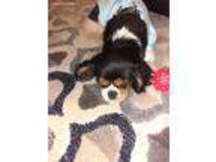 Cavalier King Charles Spaniel Puppy for sale in Jackson, MI, USA