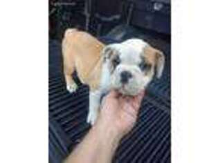 Bulldog Puppy for sale in Bryant, AL, USA