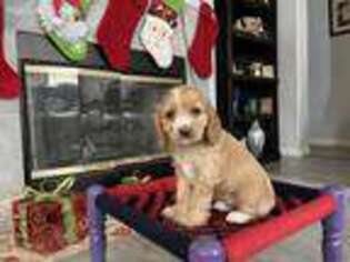 Cocker Spaniel Puppy for sale in Fairfield, CA, USA