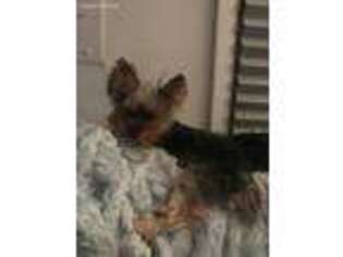 Yorkshire Terrier Puppy for sale in Hyattsville, MD, USA