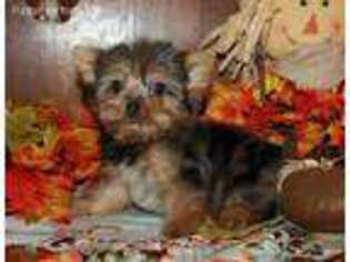Yorkshire Terrier Puppy for sale in Franklinton, LA, USA