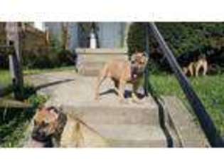 Cane Corso Puppy for sale in Hamilton, OH, USA