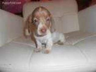 Dachshund Puppy for sale in Anthem, AZ, USA