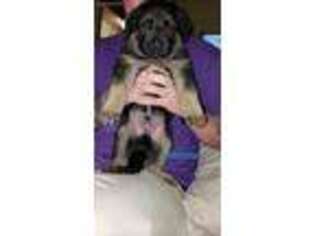 German Shepherd Dog Puppy for sale in Clay Center, KS, USA