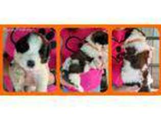 Saint Bernard Puppy for sale in Thompsonville, IL, USA