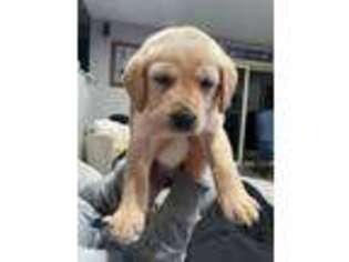 Labrador Retriever Puppy for sale in Ontario, CA, USA