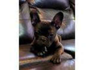 French Bulldog Puppy for sale in Toledo, OH, USA