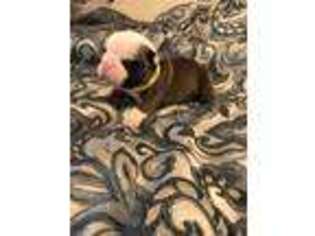 Bulldog Puppy for sale in Muskegon, MI, USA