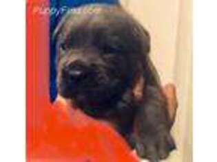 Cane Corso Puppy for sale in Huntsville, AL, USA