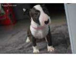 Bull Terrier Puppy for sale in Miami, FL, USA