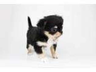 Chihuahua Puppy for sale in Corona, CA, USA