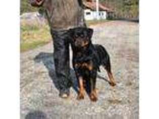 Rottweiler Puppy for sale in Hamburg, NY, USA