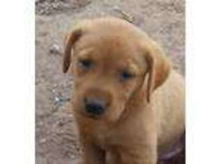 Labrador Retriever Puppy for sale in Foreston, MN, USA