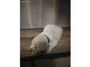 Golden Retriever Puppy for sale in Nashville, IL, USA