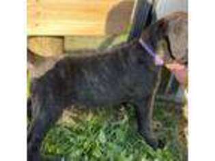 Cane Corso Puppy for sale in Reinholds, PA, USA