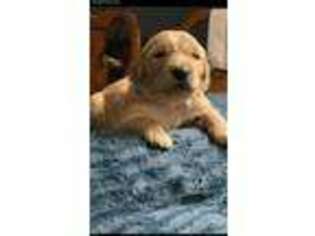 Golden Retriever Puppy for sale in Damascus, AR, USA