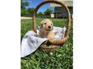 Goldendoodle Puppy for sale in Clermont, GA, USA