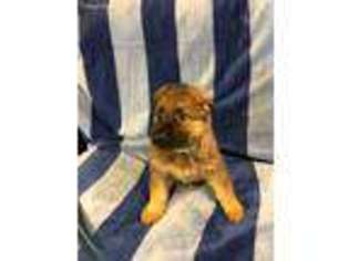 German Shepherd Dog Puppy for sale in Asheville, NC, USA