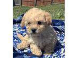 Goldendoodle Puppy for sale in Ringling, OK, USA