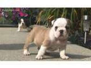 Bulldog Puppy for sale in Marysville, MI, USA