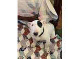 Bull Terrier Puppy for sale in Lower Lake, CA, USA