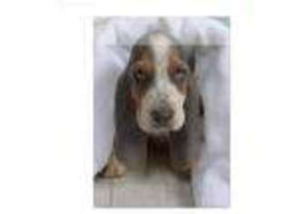 Basset Hound Puppy for sale in Ontario, CA, USA