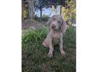 Weimaraner Puppy for sale in Waterford, PA, USA