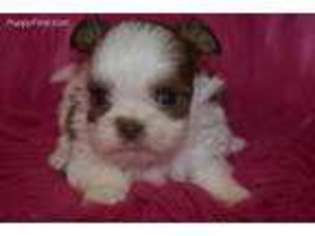 Shorkie Tzu Puppy for sale in Pawnee, OK, USA