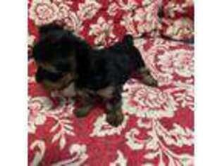 Yorkshire Terrier Puppy for sale in Leakey, TX, USA