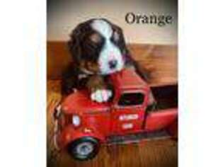 Bernese Mountain Dog Puppy for sale in Chapman, KS, USA
