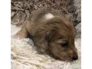 Dachshund Puppy for sale in Heber Springs, AR, USA