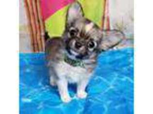 Chihuahua Puppy for sale in Ponca City, OK, USA