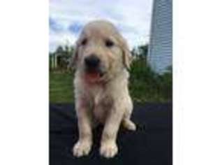 Golden Retriever Puppy for sale in Turner, ME, USA