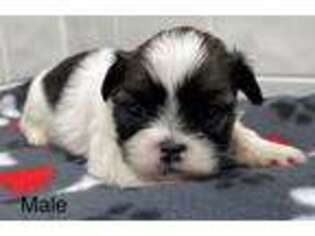 Mutt Puppy for sale in Clare, IL, USA