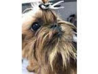 Brussels Griffon Puppy for sale in Salt Lake City, UT, USA