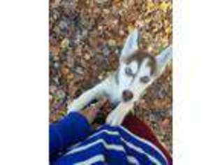 Siberian Husky Puppy for sale in Vernon, CT, USA