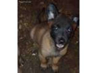Belgian Malinois Puppy for sale in Springfield, IL, USA