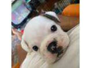 Bulldog Puppy for sale in Greeneville, TN, USA