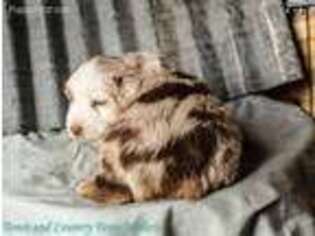 Miniature Australian Shepherd Puppy for sale in Texline, TX, USA