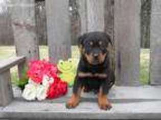 Rottweiler Puppy for sale in Shreve, OH, USA