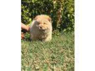 Chow Chow Puppy for sale in Toledo, OH, USA