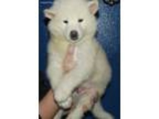 Alaskan Malamute Puppy for sale in Eugene, OR, USA