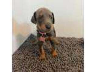 Doberman Pinscher Puppy for sale in Owings Mills, MD, USA