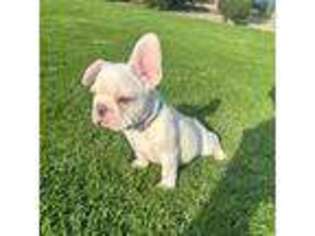 French Bulldog Puppy for sale in Earlimart, CA, USA