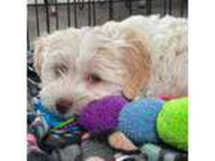 Havanese Puppy for sale in Princeton, MN, USA