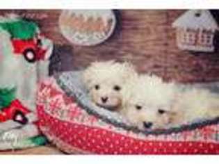Maltese Puppy for sale in Land O Lakes, FL, USA